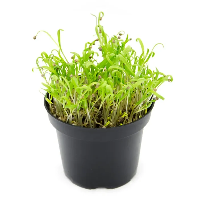Semi per microgreens – Spinacio Guru - immagine 2