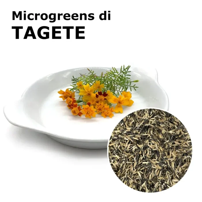 Semi per microgreens – Tagete Baobab Moda
