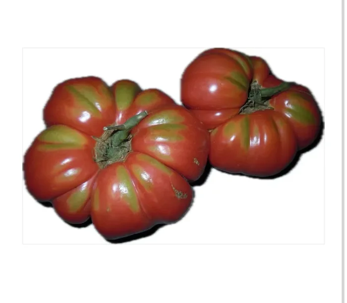 Solanum lycopersicum var. esculentum TOMATO ‘Marmande’ SEEDS