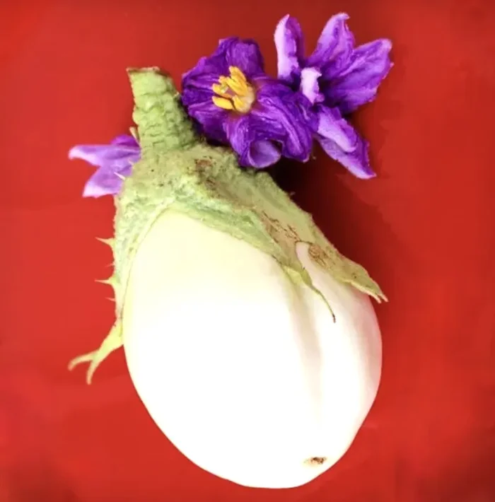 Solanum melongena var. esculentum ‘White Eggplant’ SEEDS Moda