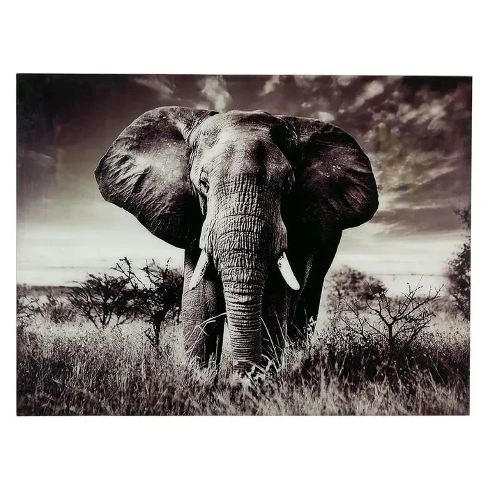 Stampa elefante 90×120 – Plexy