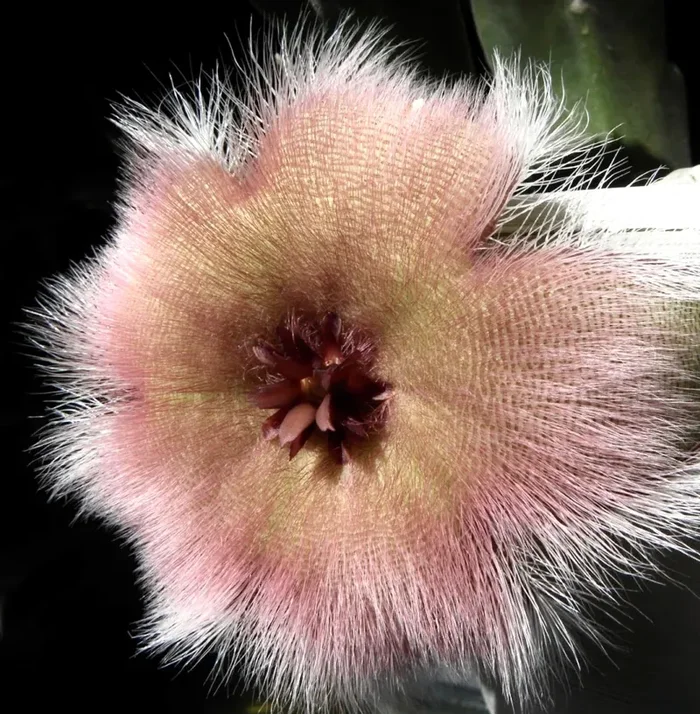 Stapelia macowani var. conformis SEEDS Vendita online