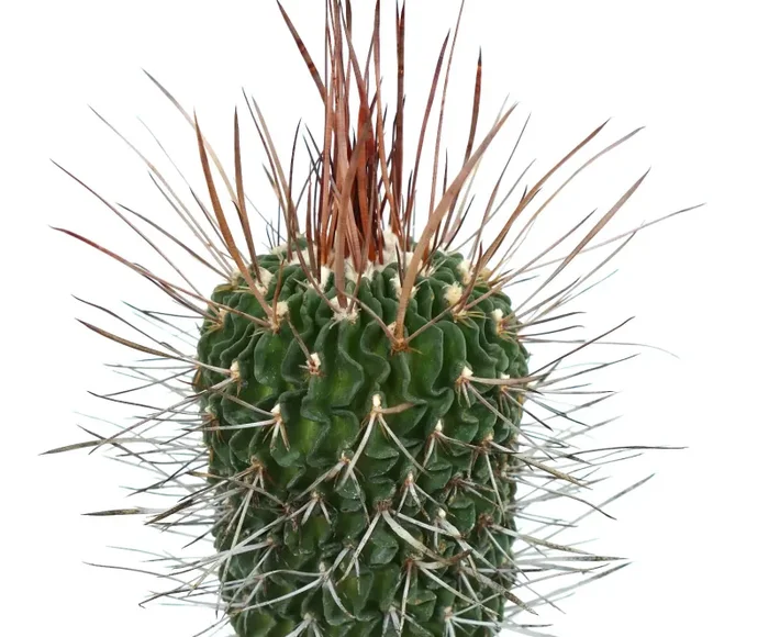 Stenocactus phyllacanthus SUPER SPINES - immagine 3