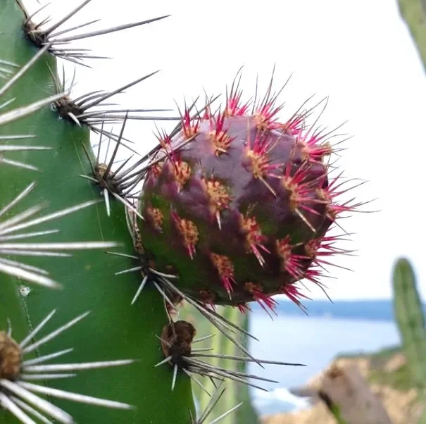 Stenocereus chacalapensis SEEDS