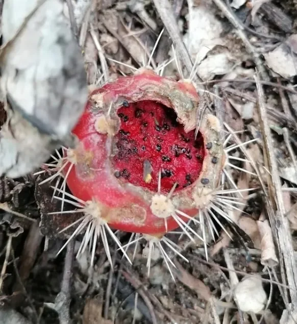 Stenocereus chacalapensis SEEDS - immagine 3