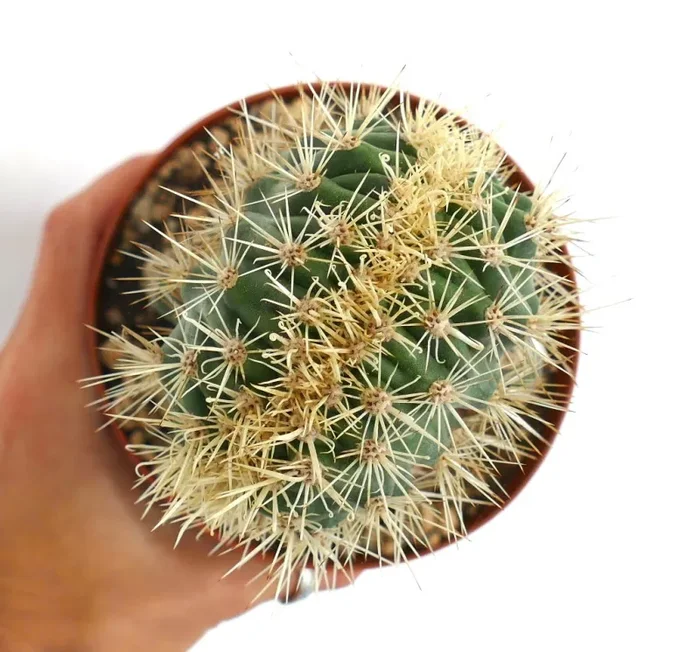 Stenocereus eruca CRESTED Moda