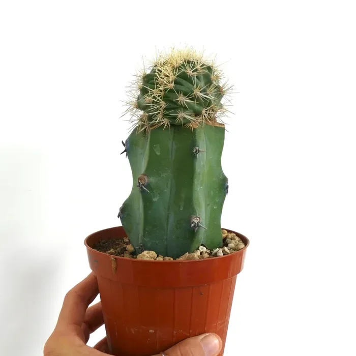 Stenocereus eruca CRESTED Moda - immagine 2