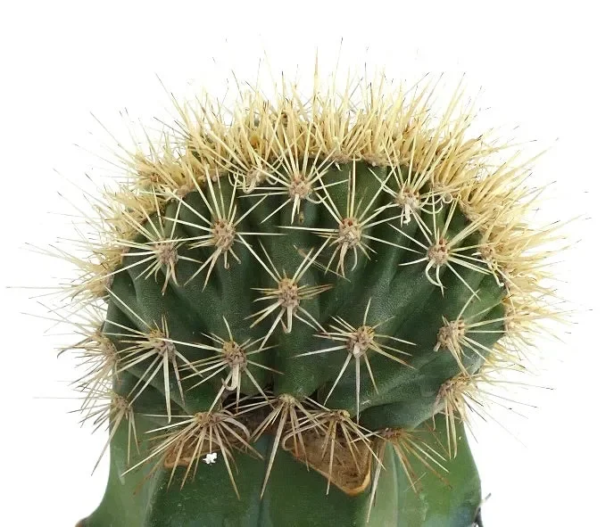 Stenocereus eruca CRESTED Moda - immagine 3