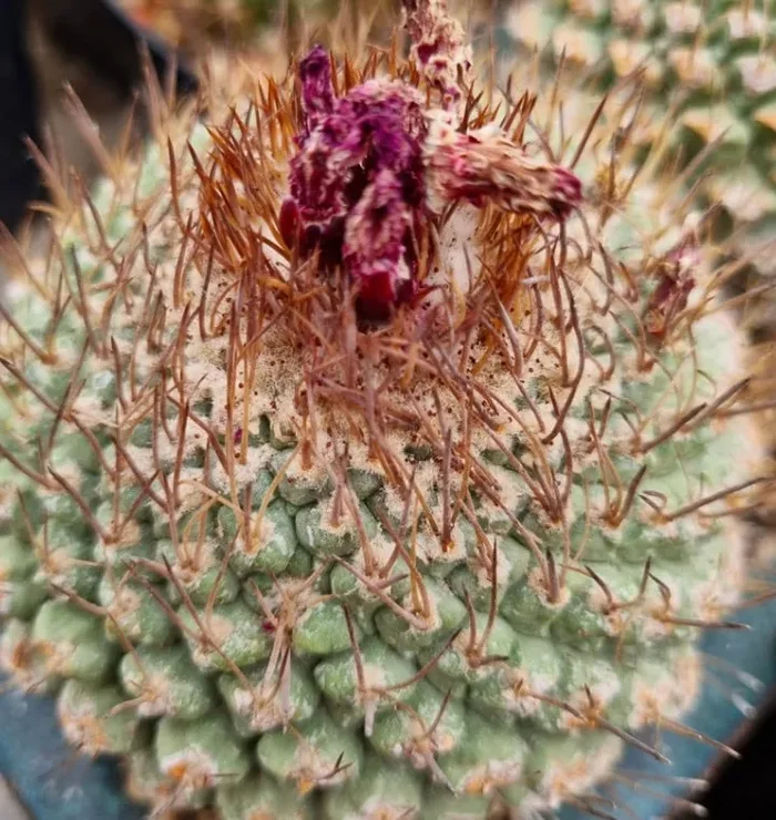Strombocactus pucherrimus cv LIZARD SKIN SEEDS - immagine 2