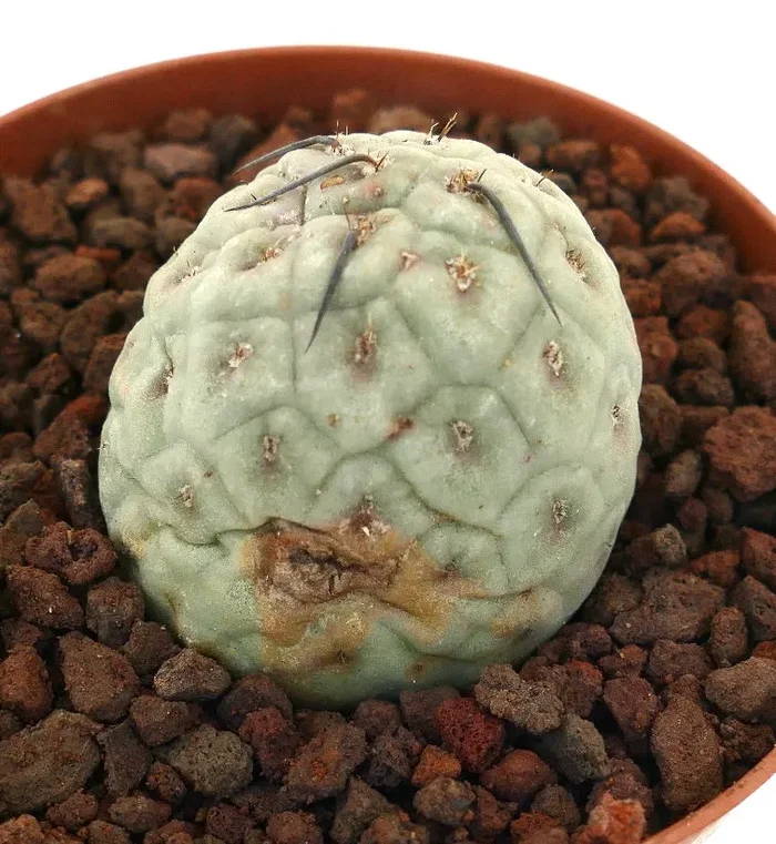 Tephrocactus geometricus BLACK SPINES & GEOMETRICUS SHAPE