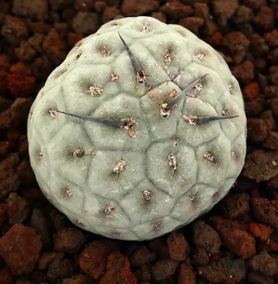 Tephrocactus geometricus BLACK SPINES & GEOMETRICUS SHAPE - immagine 2