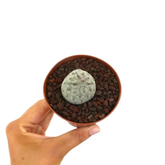 Tephrocactus geometricus BLACK SPINES & GEOMETRICUS SHAPE - immagine 3