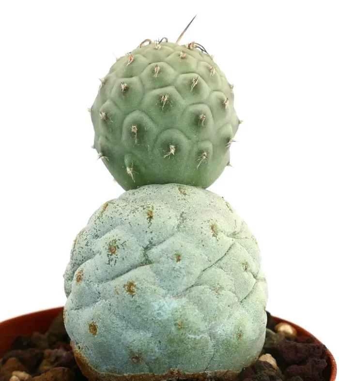 Tephrocactus geometricus BROWN SPINES - immagine 3