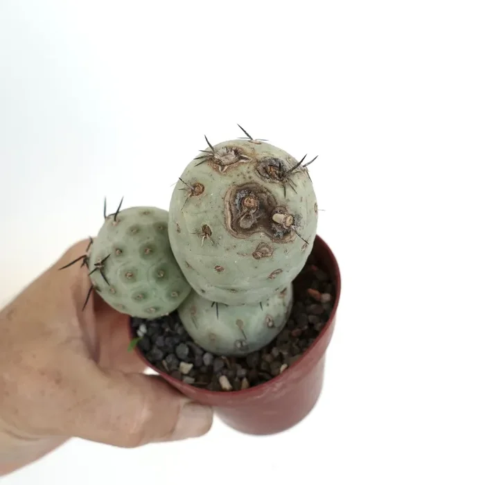 Tephrocactus geometricus - immagine 3
