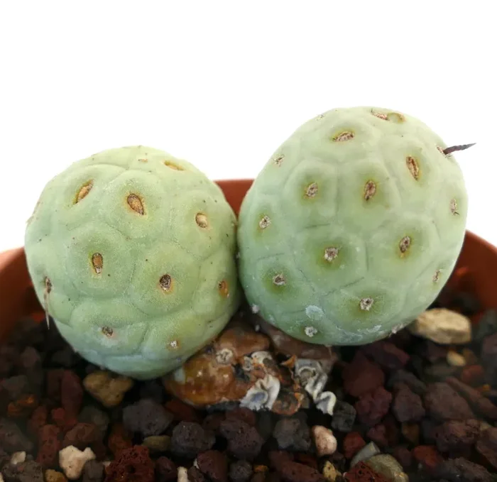 Tephrocactus geometricus - immagine 2