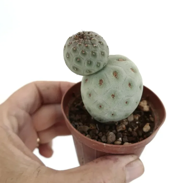 Tephrocactus geometricus - immagine 2