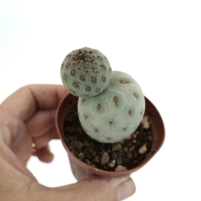 Tephrocactus geometricus - immagine 3