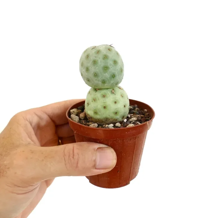 Tephrocactus geometricus - immagine 3