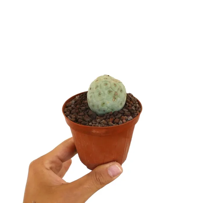 Tephrocactus geometricus ONE BALL C8
