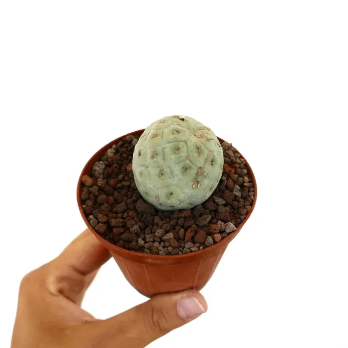 Tephrocactus geometricus ONE BALL C8 - immagine 2