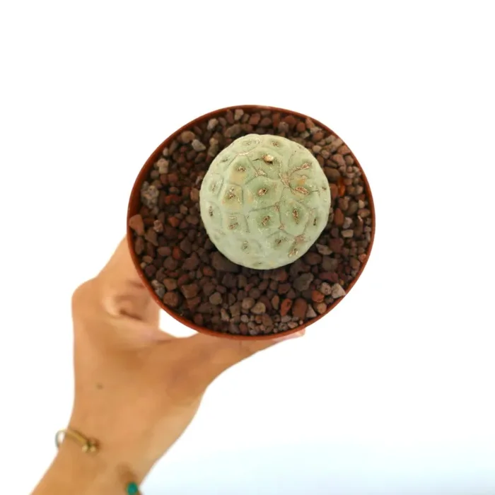 Tephrocactus geometricus ONE BALL C8 - immagine 3