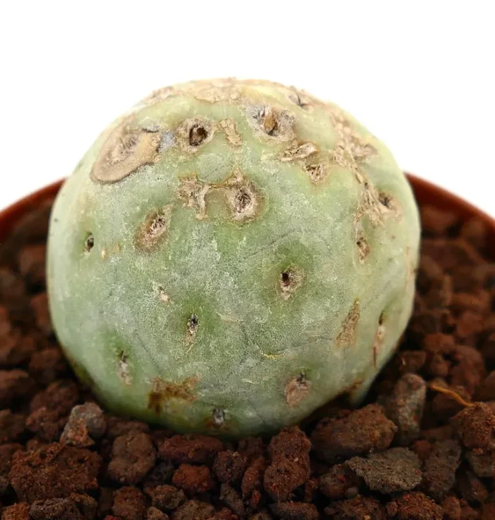 Tephrocactus geometricus ONE BALL PP11K Saldi
