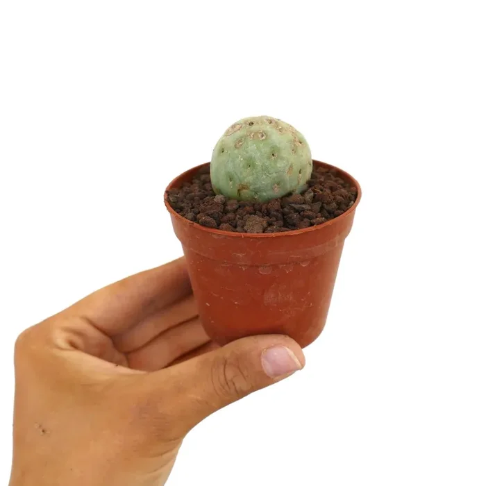 Tephrocactus geometricus ONE BALL PP11K Saldi - immagine 2
