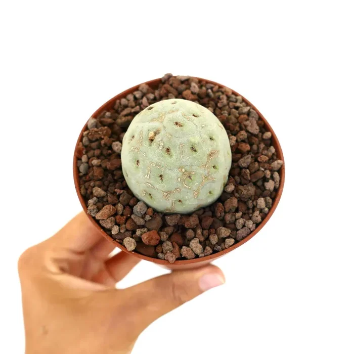 Tephrocactus geometricus PURE NUDUM CLONE Online ora