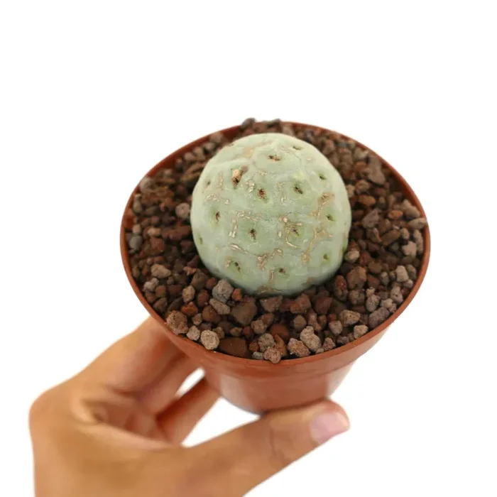 Tephrocactus geometricus PURE NUDUM CLONE Online ora - immagine 2