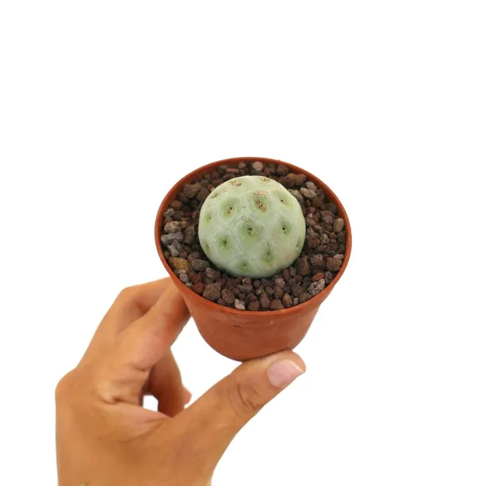 Tephrocactus geometricus PURE NUDUM Online ora