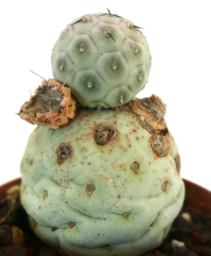 Tephrocactus geometricus Sconti