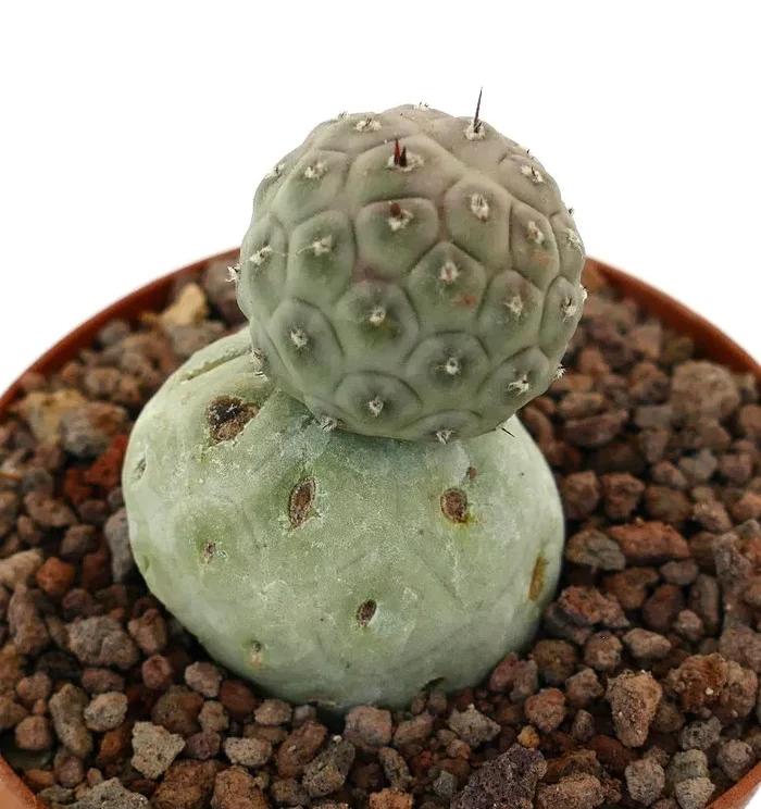Tephrocactus geometricus TWO BALLS RY