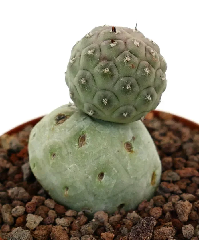 Tephrocactus geometricus TWO BALLS RY - immagine 2