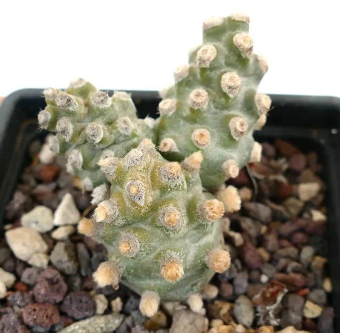 Tephrocactus molinensis - immagine 2