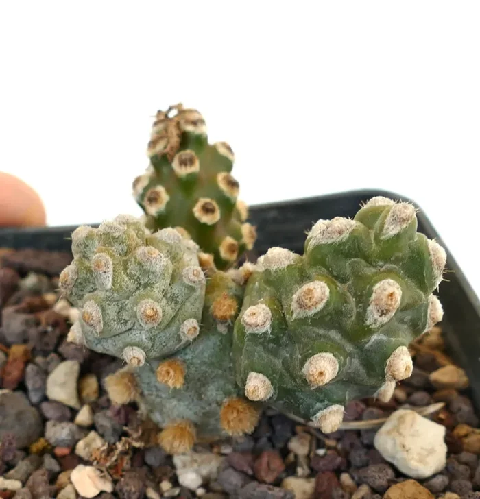 Tephrocactus molinensis - immagine 2