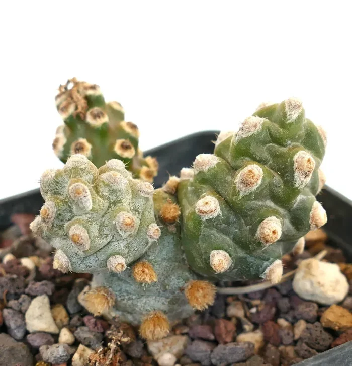 Tephrocactus molinensis - immagine 3