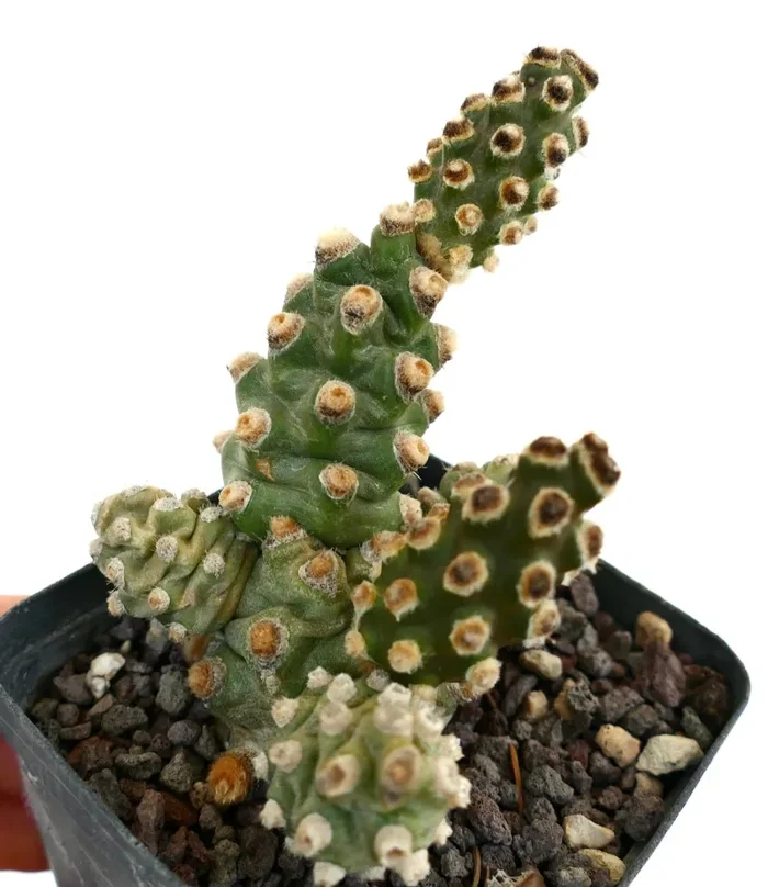 Tephrocactus molinensis - immagine 2