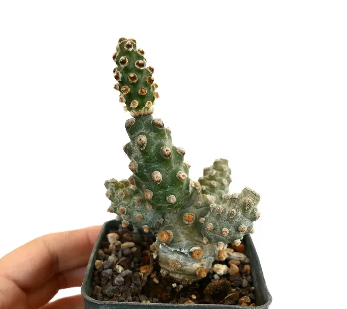 Tephrocactus molinensis Online ora