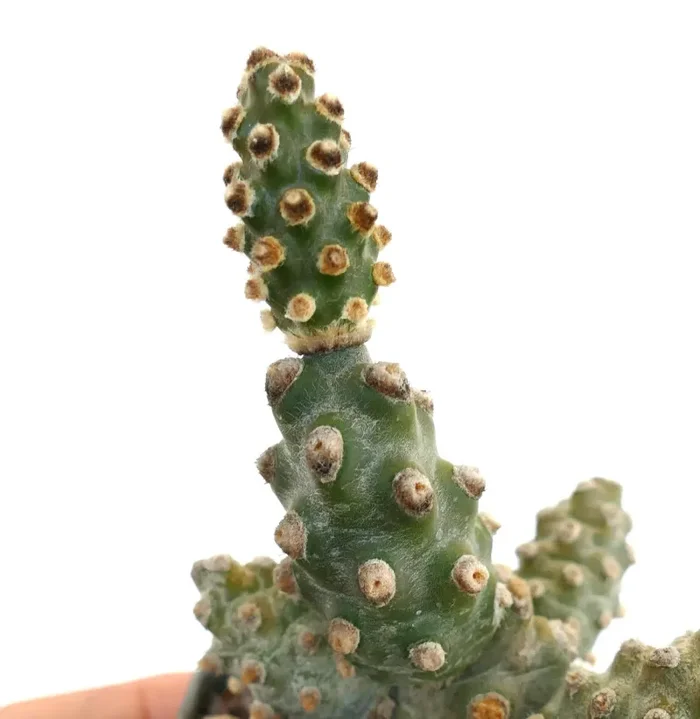 Tephrocactus molinensis Online ora - immagine 2