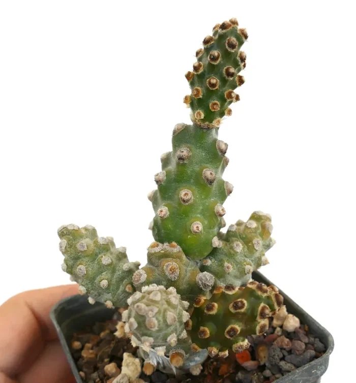 Tephrocactus molinensis Online ora - immagine 3