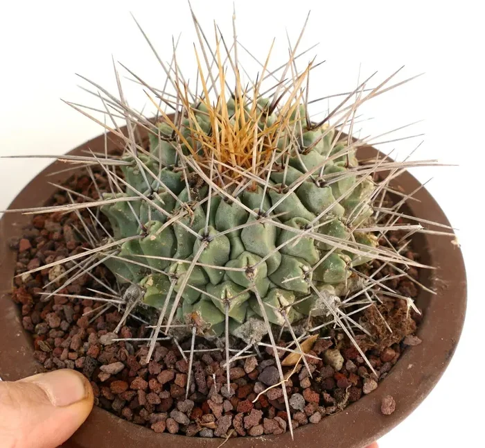 Thelocactus nidulans (near Saltillo, MEXICO)
