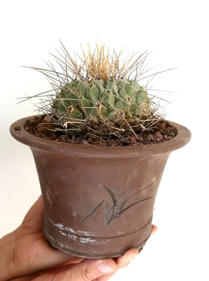 Thelocactus nidulans (near Saltillo, MEXICO) - immagine 2