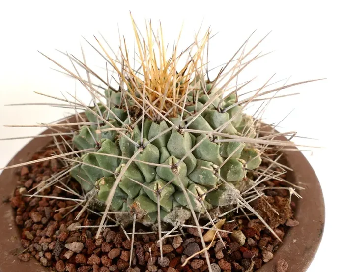 Thelocactus nidulans (near Saltillo, MEXICO) - immagine 3