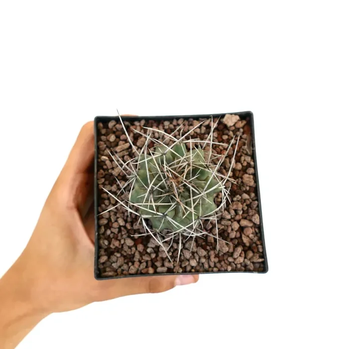 Thelocactus rinconensis var. nidulans - immagine 2