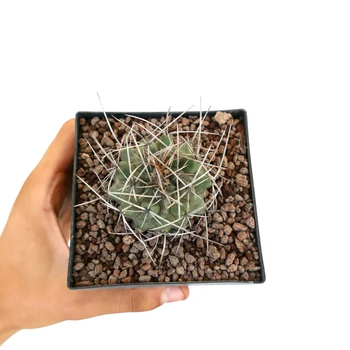 Thelocactus rinconensis var. nidulans - immagine 3