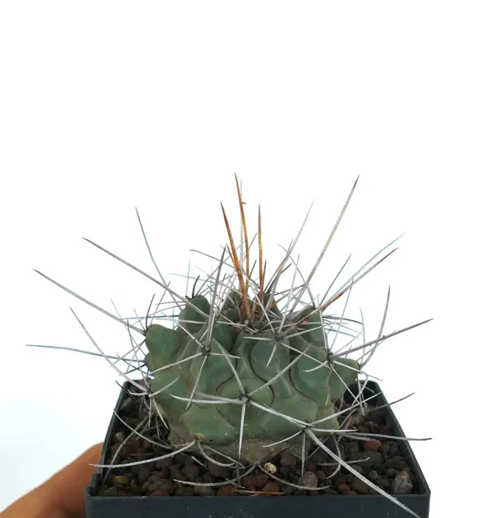 Thelocactus rinconensis var. nidulans - immagine 2