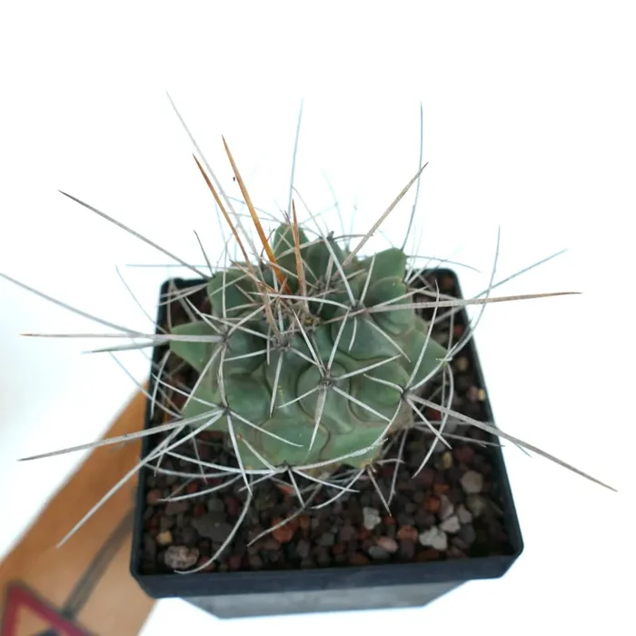 Thelocactus rinconensis var. nidulans - immagine 3