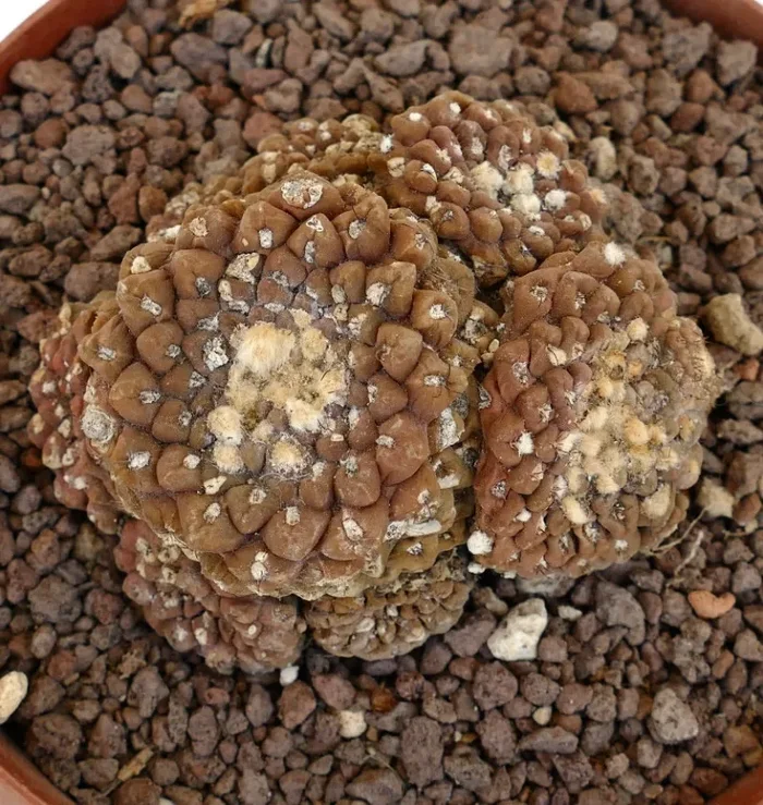 Thelocephala glabrescens OLD CLUSTER NNP Sconti