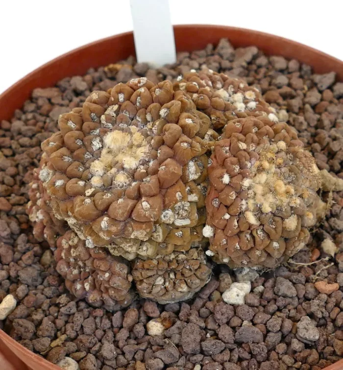 Thelocephala glabrescens OLD CLUSTER NNP Sconti - immagine 2
