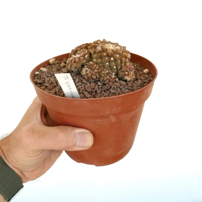 Thelocephala glabrescens OLD CLUSTER NNP Sconti - immagine 3